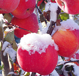 煙臺(tái)好蘋果